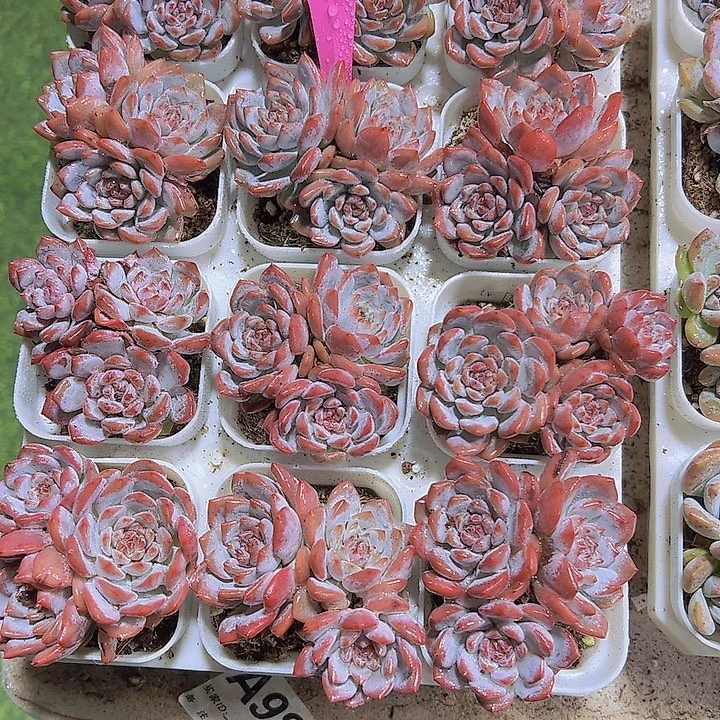 星星橙群生19包邮多肉