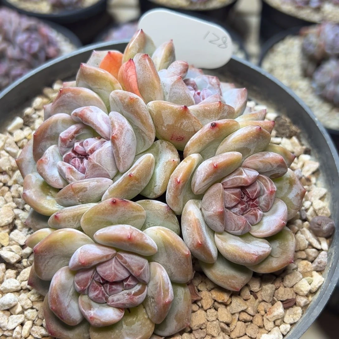 五头趴地绿地紫心