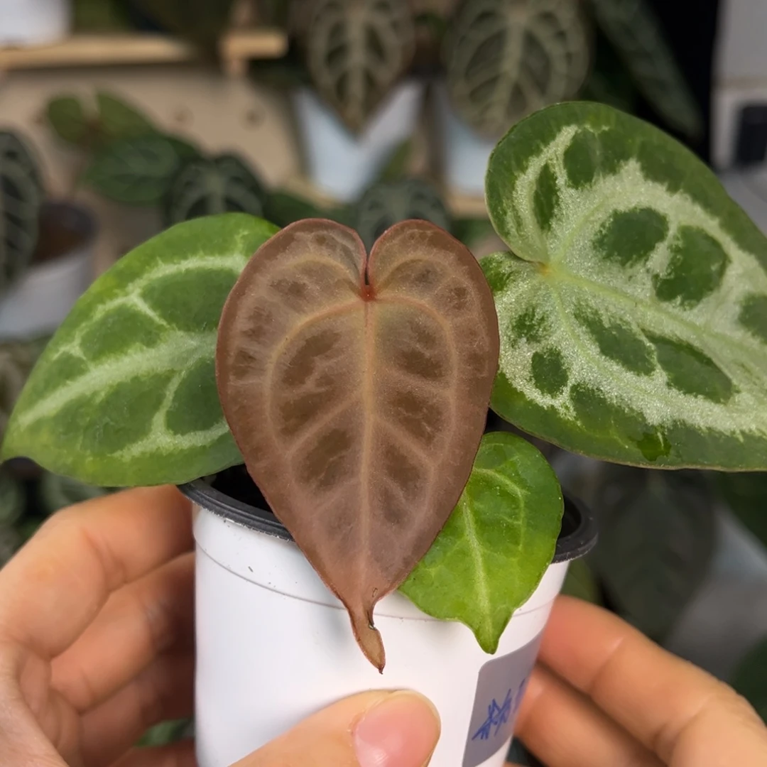 无花朵012 粉红skg 银红