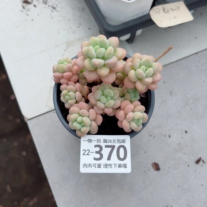 洛可可多肉无盆土发货