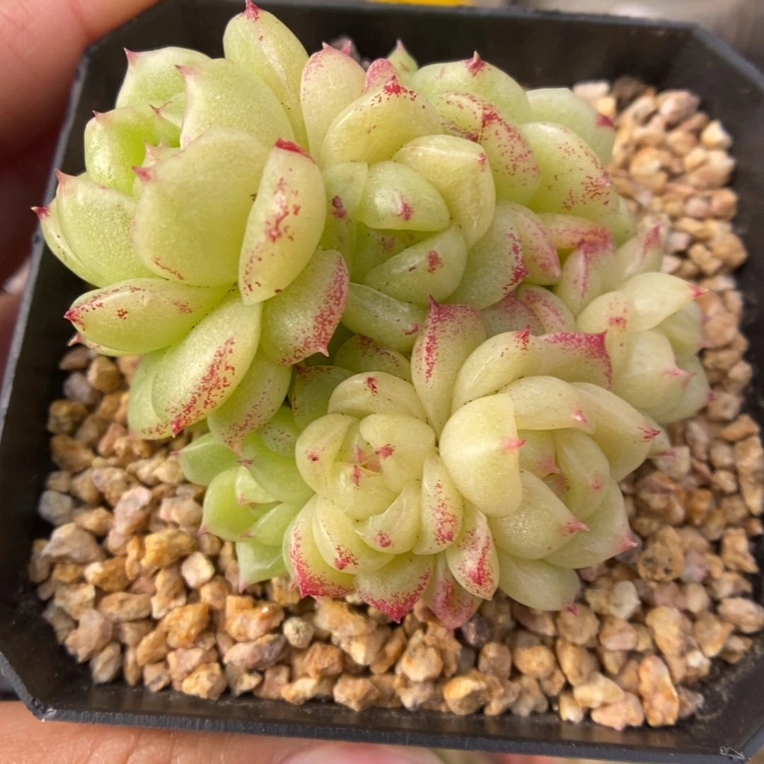 菠萝蜜麦秆群生550号