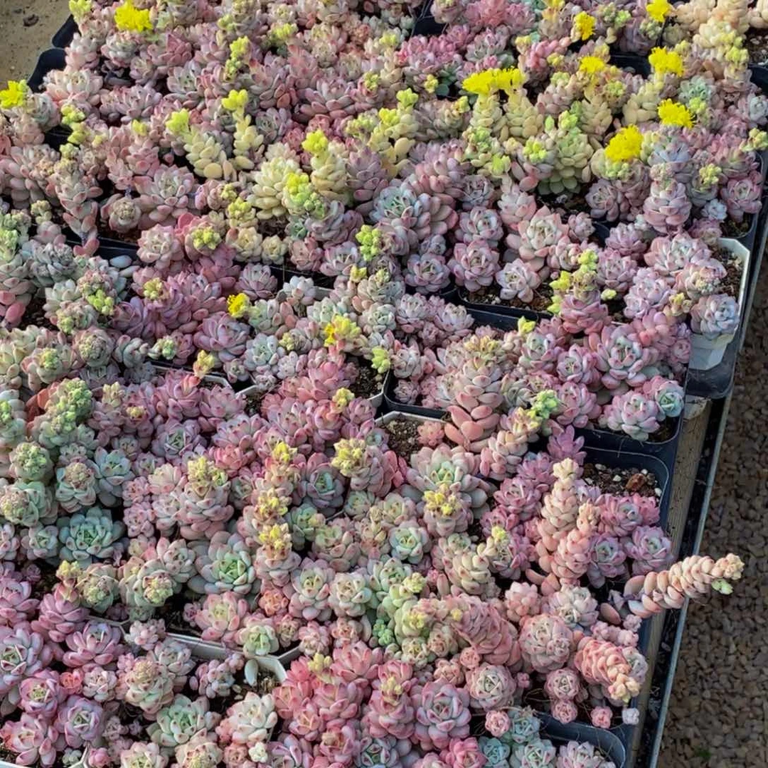 带****来361多肉植物保护研究所所长助理