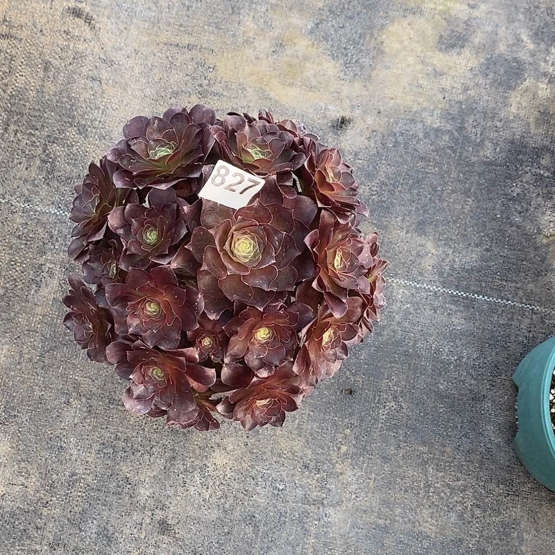 827枚金玫瑰冠服25公分