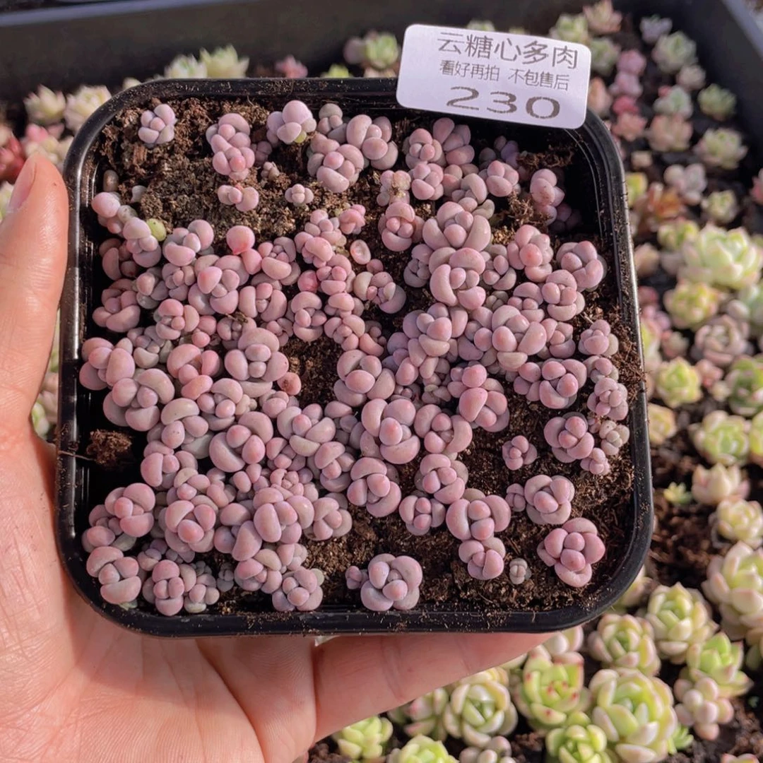 云糖心多肉植物230