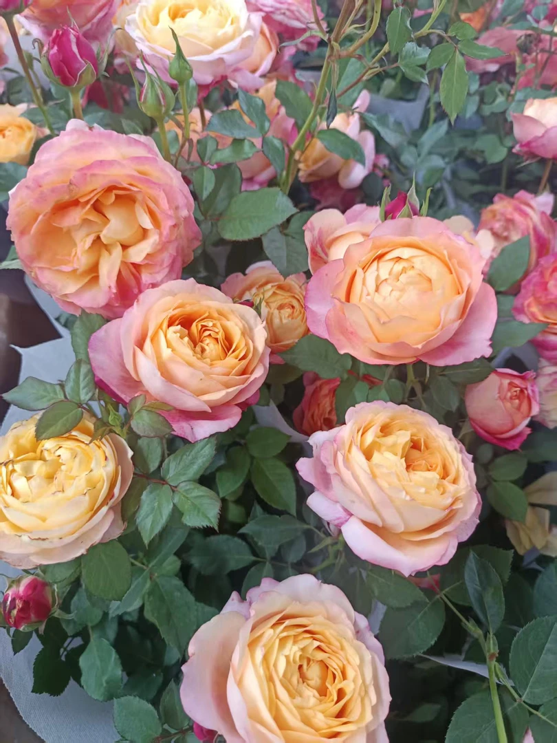 【大花美人】云南鲜花 基地直发 全店任意鲜花顺丰包邮