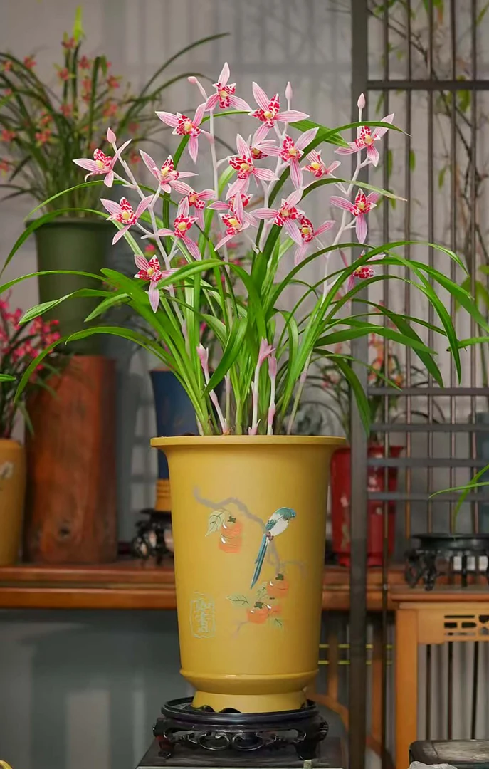 铭品建兰【秋水伊人】粉色花带盆栽种好室内室外好养兰花盆栽