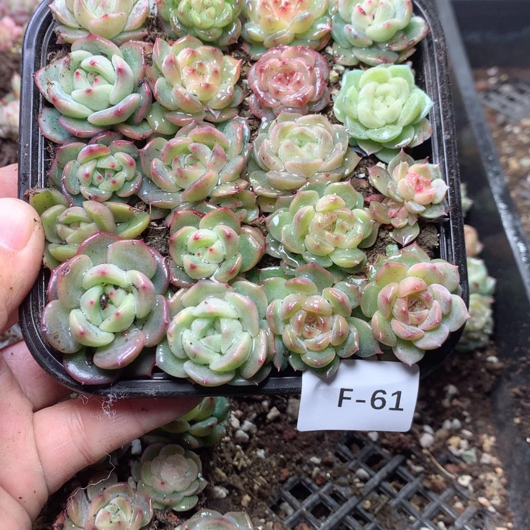 无花朵F61英语英语