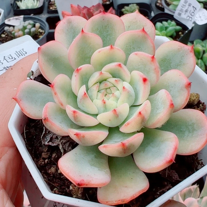 姬莲锦多肉植物量