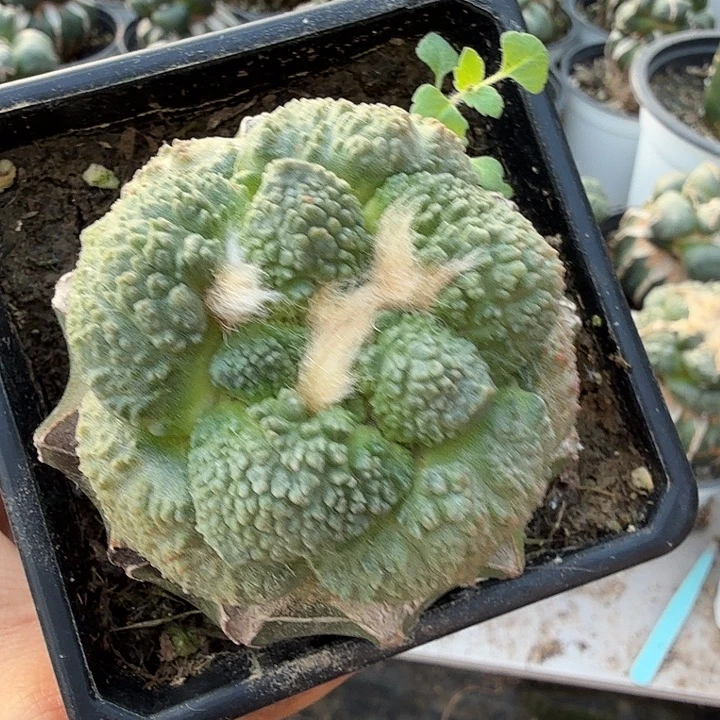 麒***8无花朵232苗接哥斯拉暗锦