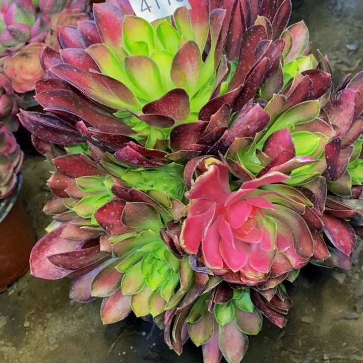 韶华多肉植物4113