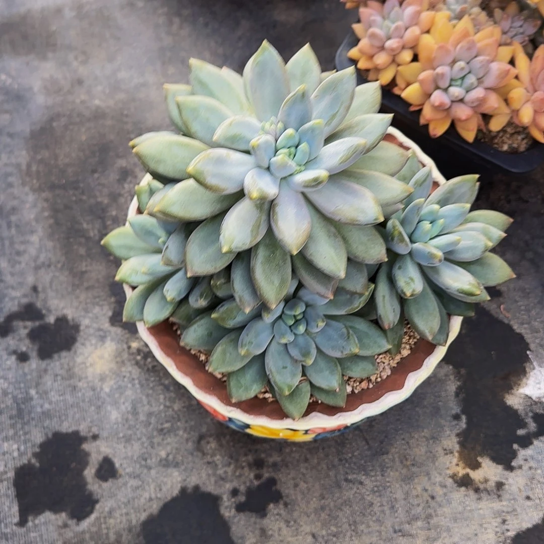 陈***陈哥特两颗头摸哦哦哦哦哦哦哦哦哦哦哦哦