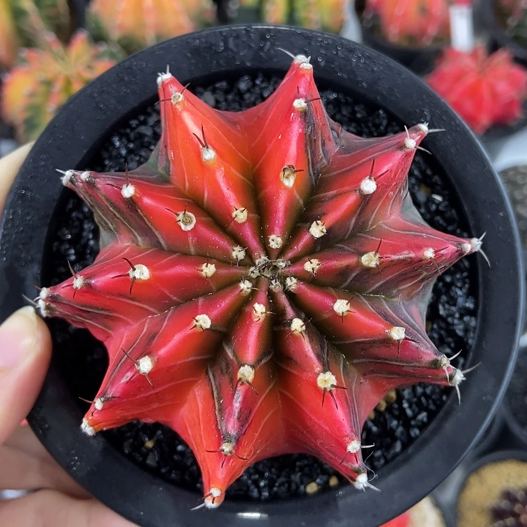 泰系红米哈胖嘟嘟实生仙人球