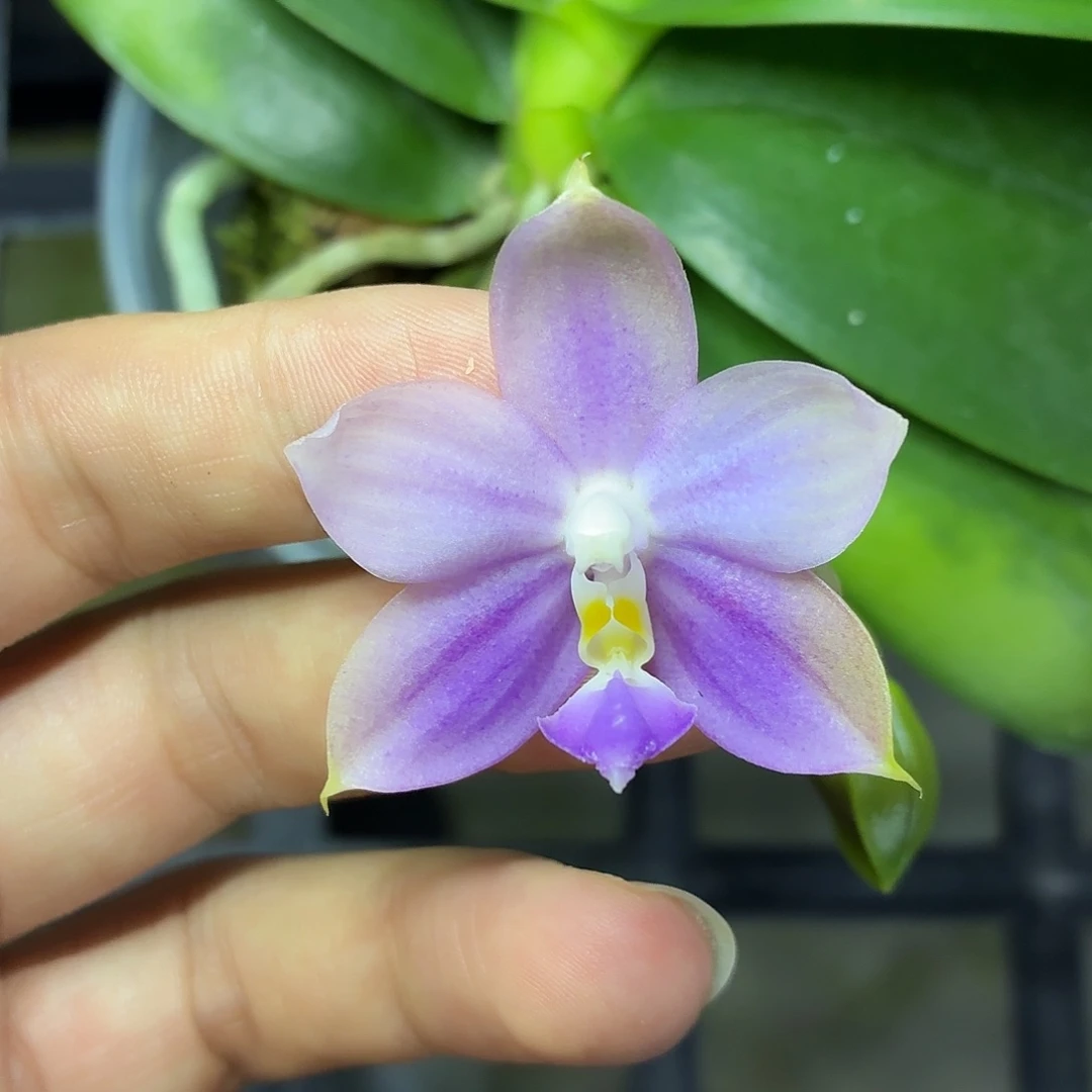 当前无花朵，栽培后可花朵A1685yss1116