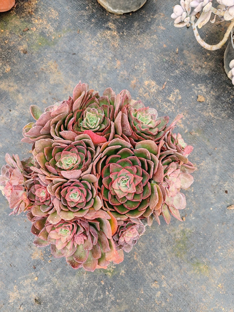 盆栽高贵冠幅20厘米以上（一单包邮）