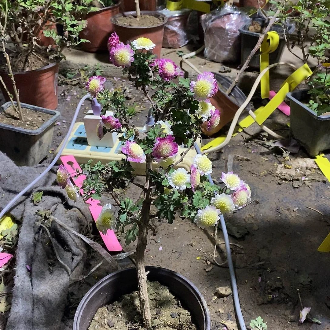 用***4完全开放盆景菊花菊花