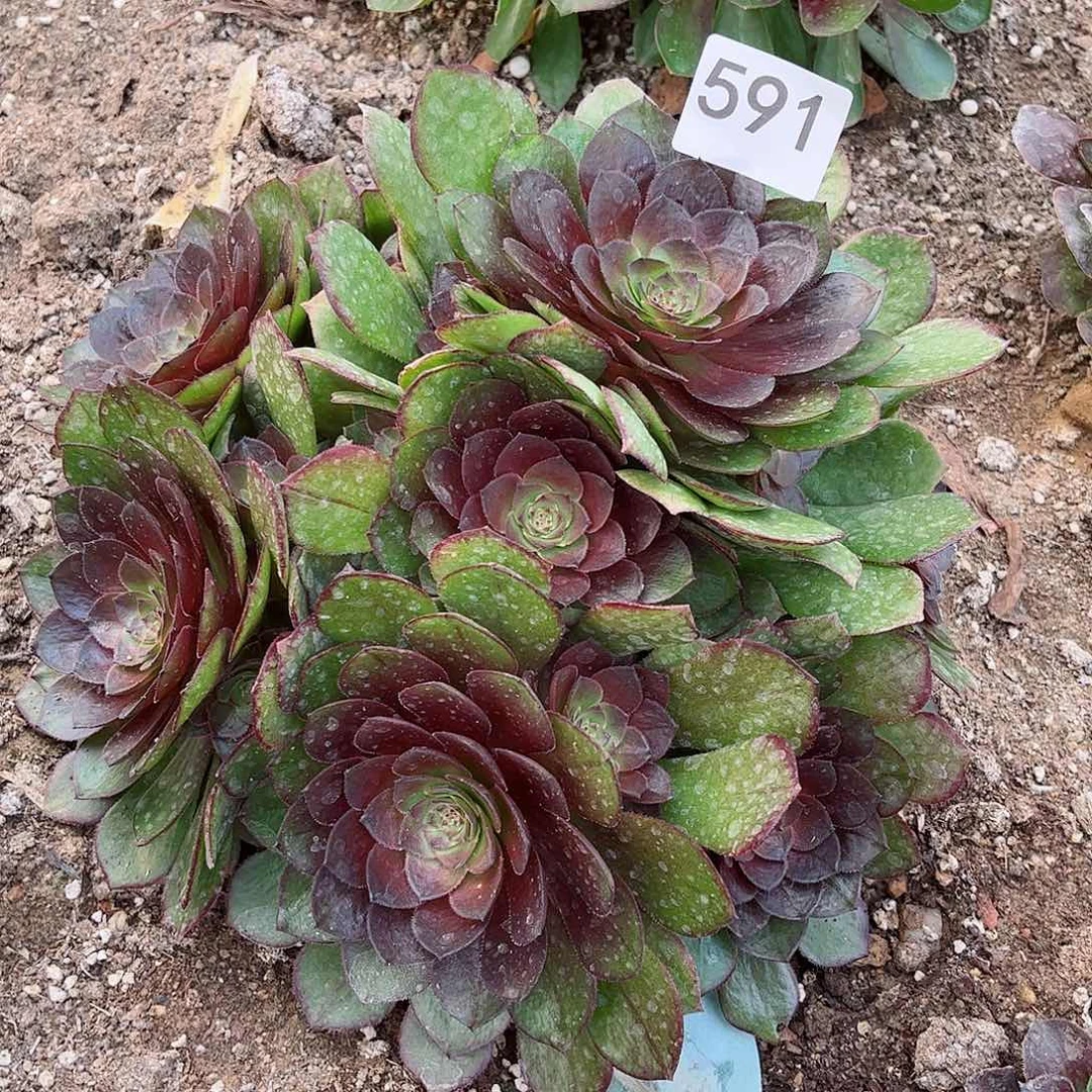 多肉植物红膜591