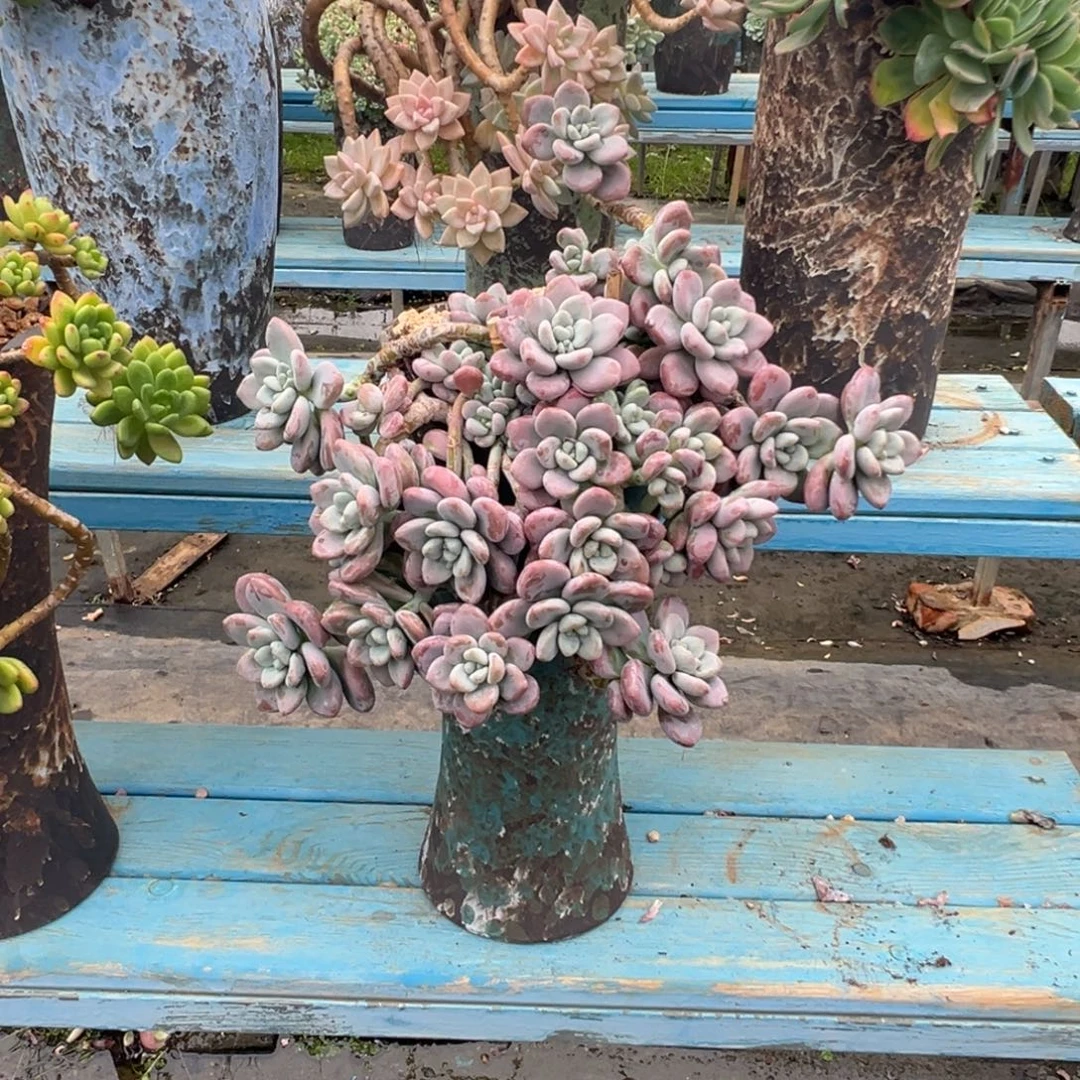 精品红洛神妖桩 裸肉