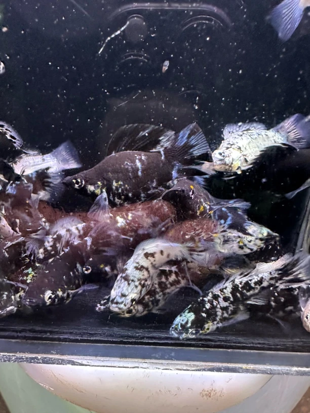 热带玛丽球奶牛球鱼