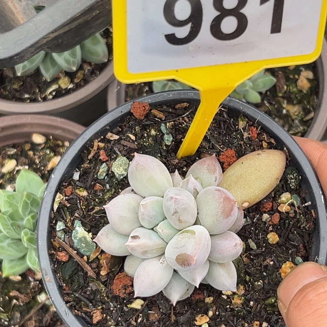 多肉植物海豚体哥特981