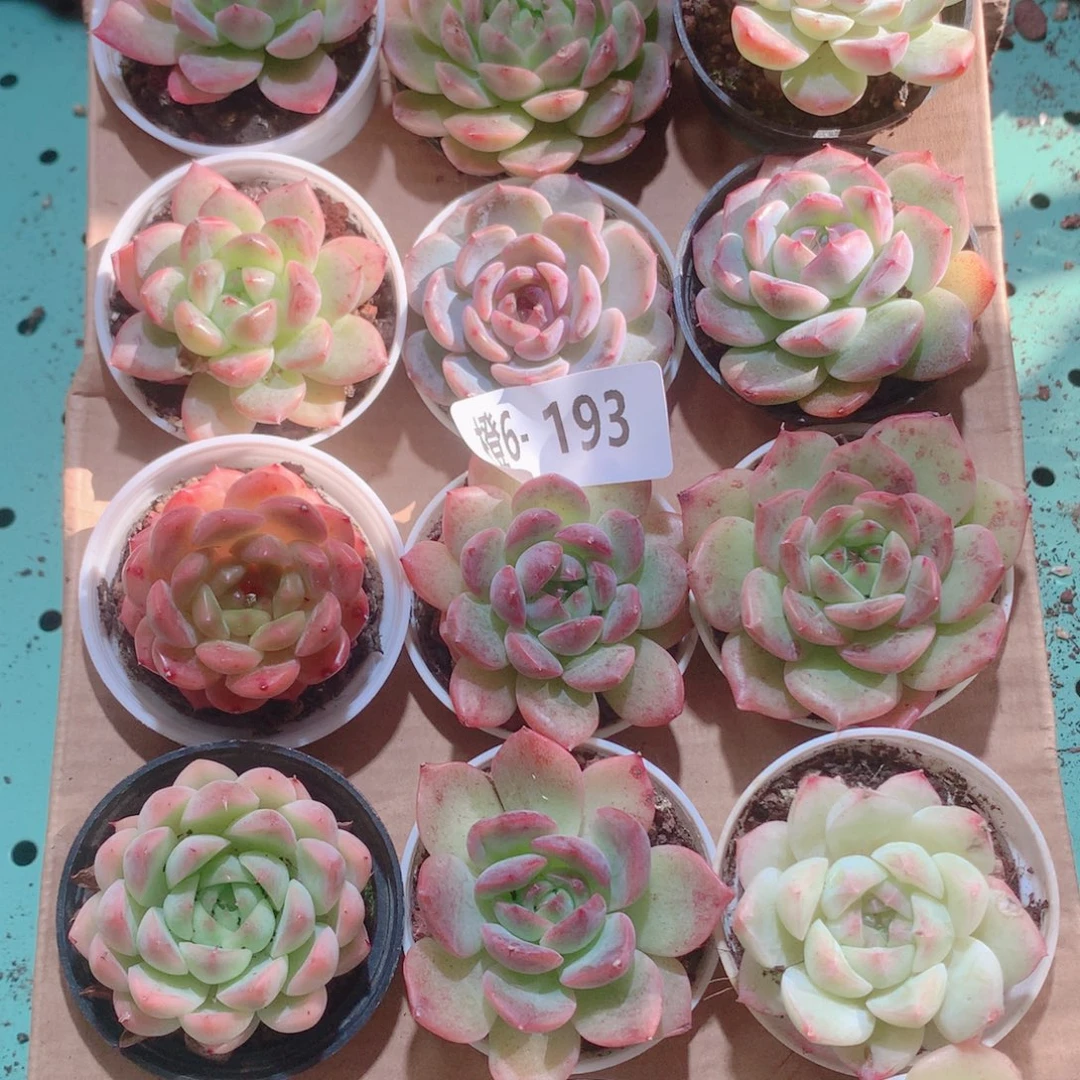 6-193一物一拍多肉带盆18颗
