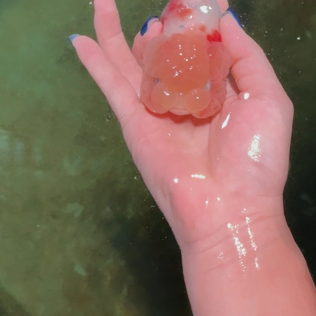 海水鱼大头大头大头