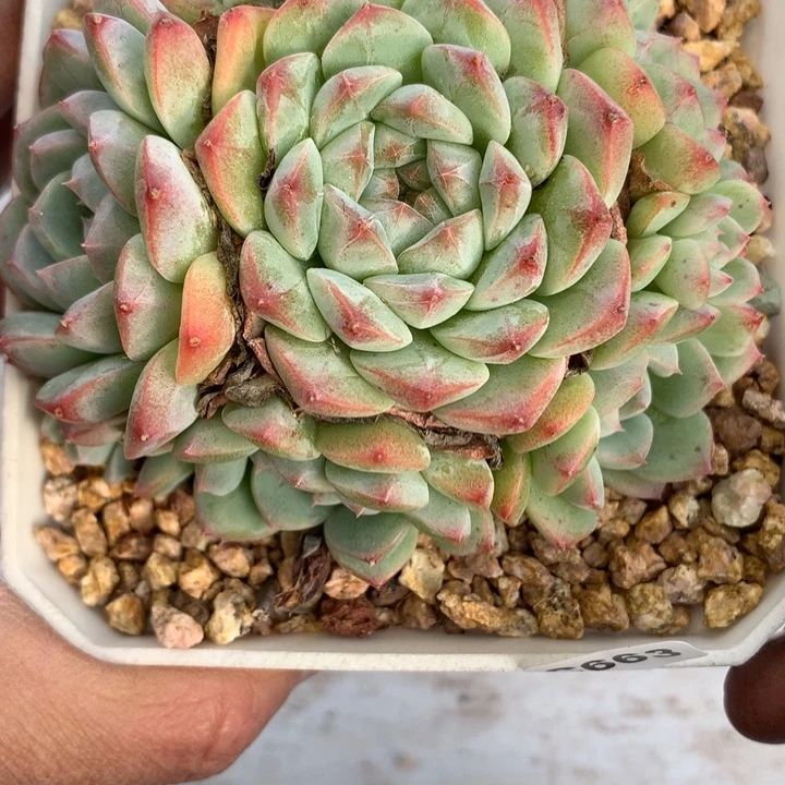 c663一物一拍多肉