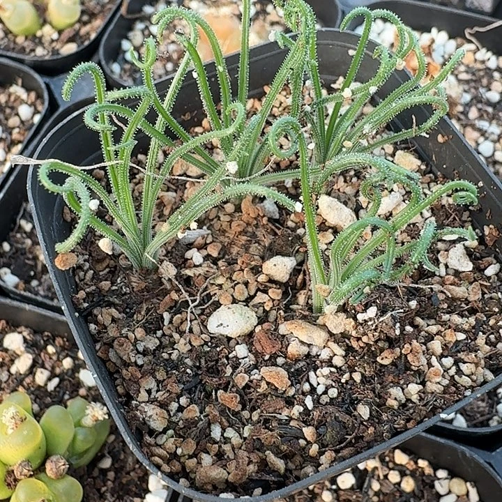 老马生石花细毛卷999