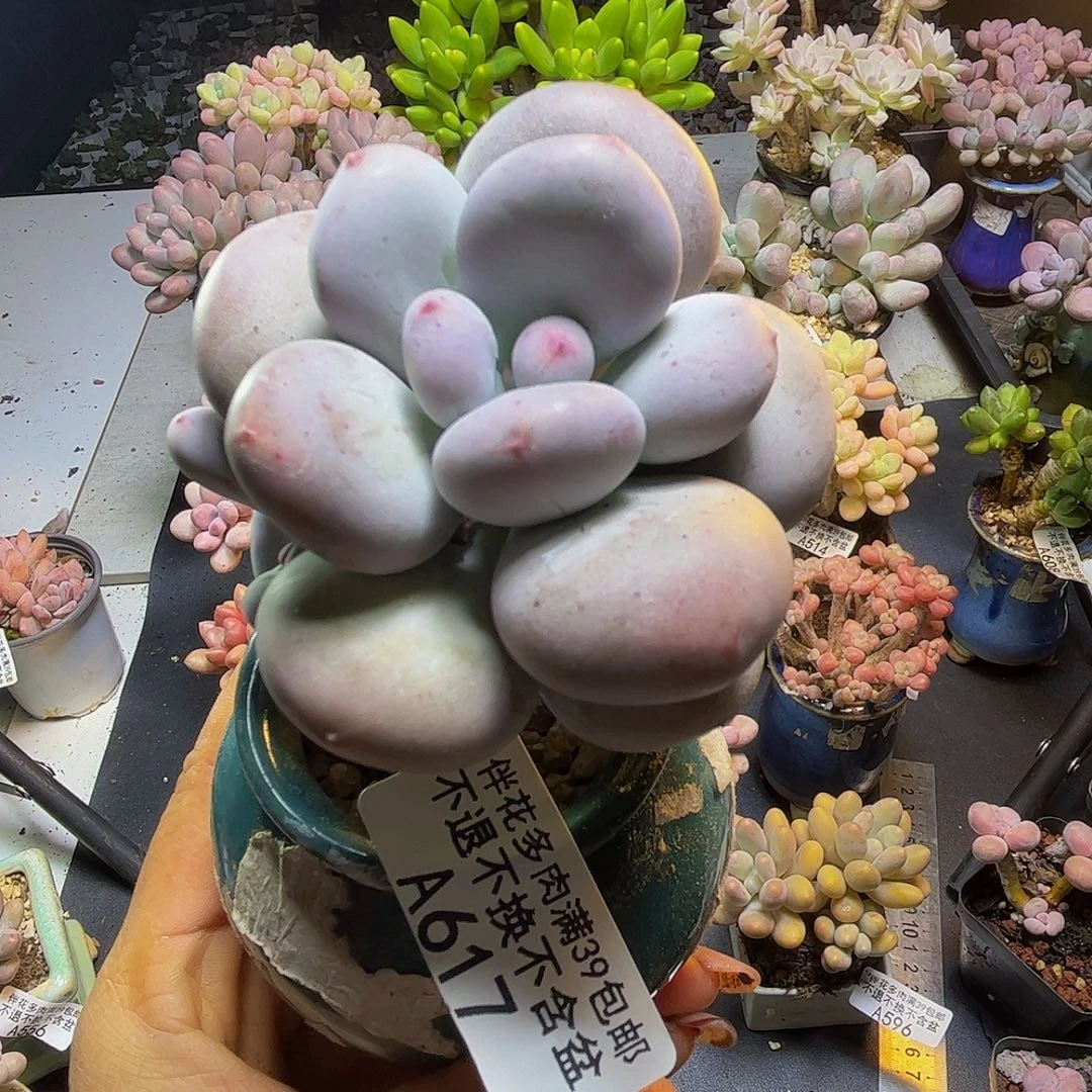 黄金大叶奶酪617/6cm