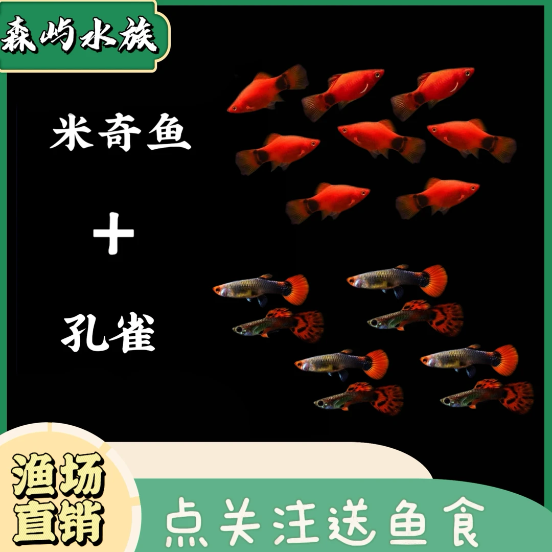 米奇+孔雀套餐 小型热带鱼淡水观赏鱼新手鱼好养易活