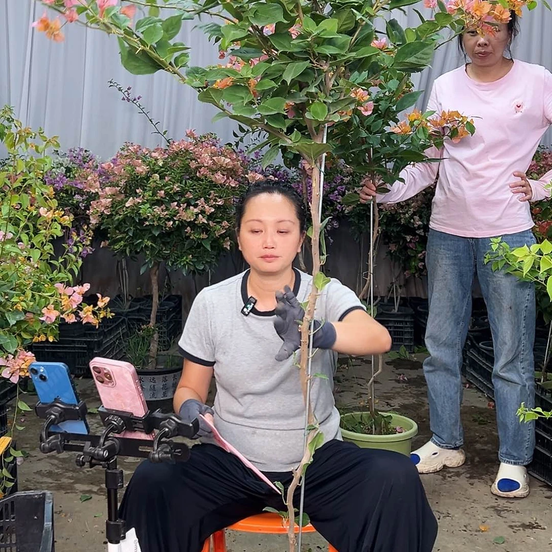 ****月当前无花栽培后可以开花B92变色龙
