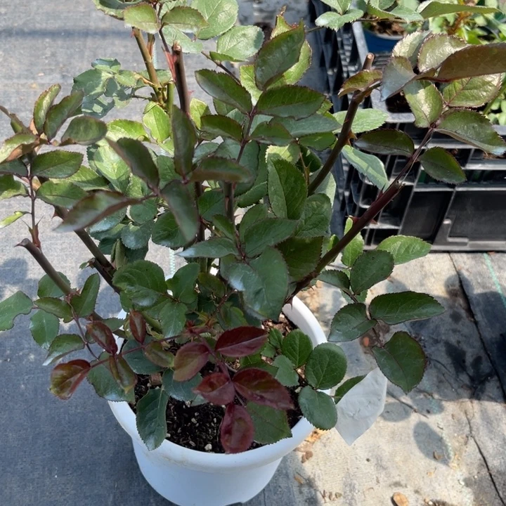 杜泽特大苗 一物一拍