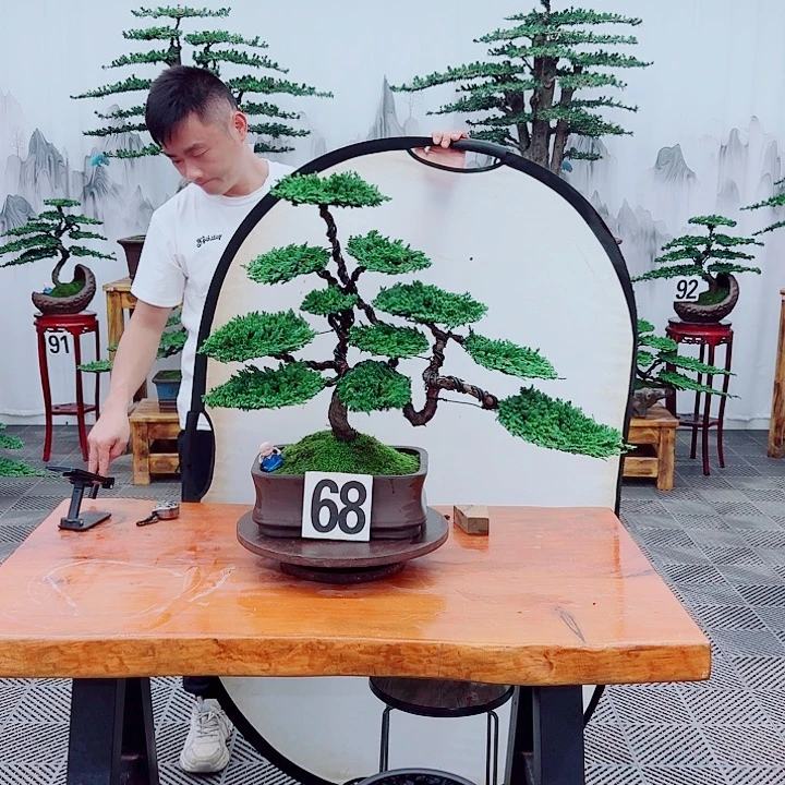 无花朵松柏盆景，一物一拍