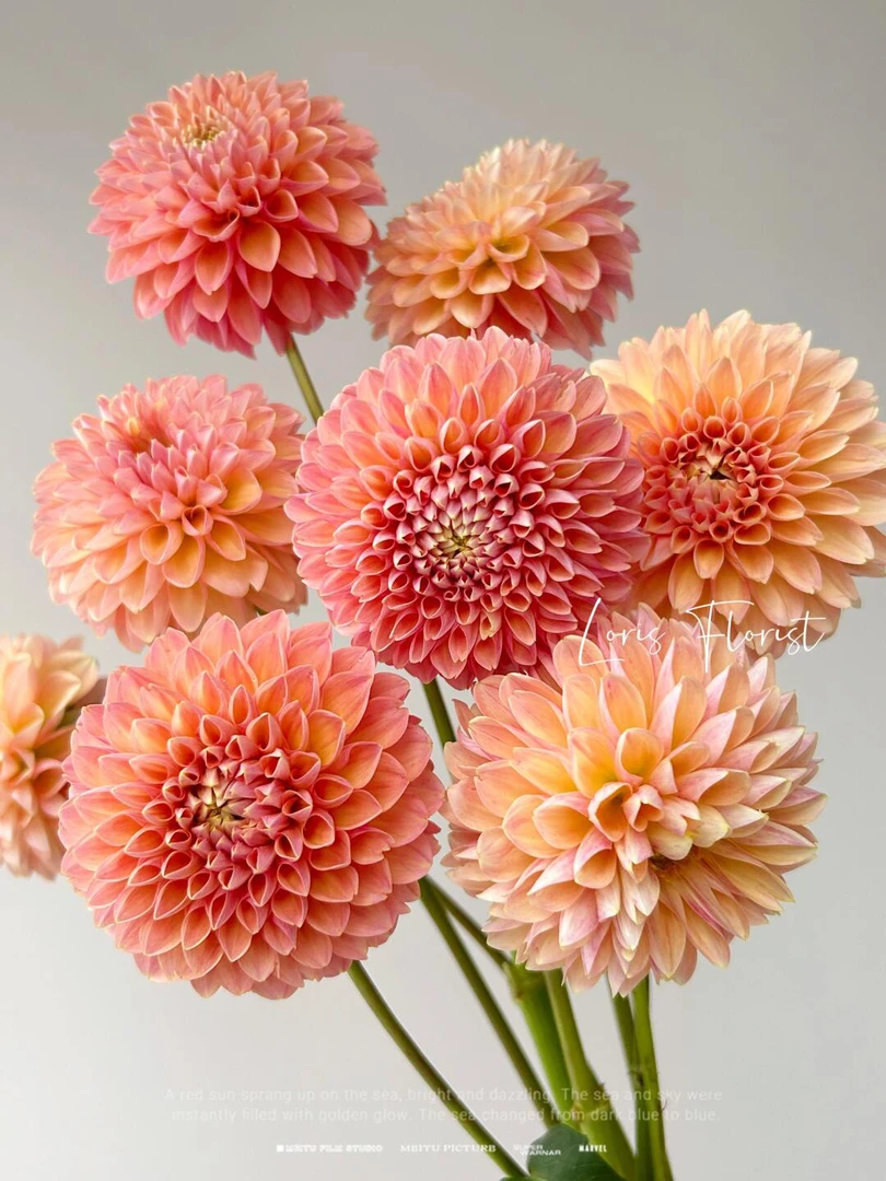 [琳达宝贝]进口大丽花多年生盆栽地栽送肥料