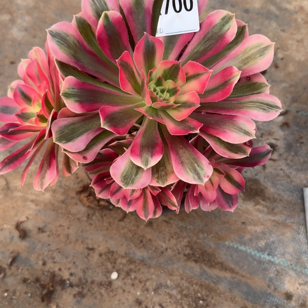 巴***龙初恋法师一物一拍700