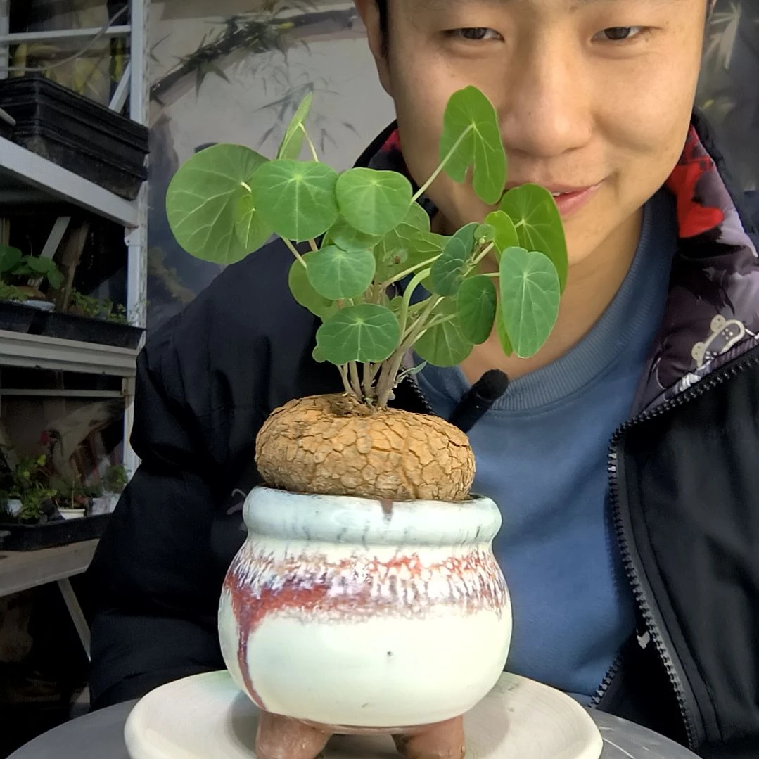用****5中青园艺一物一拍148