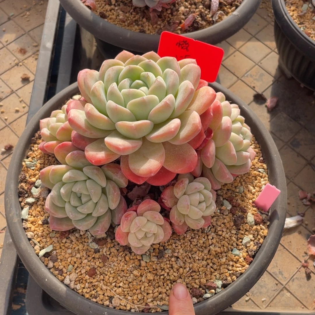 小落妹妹的雪媚娘群生