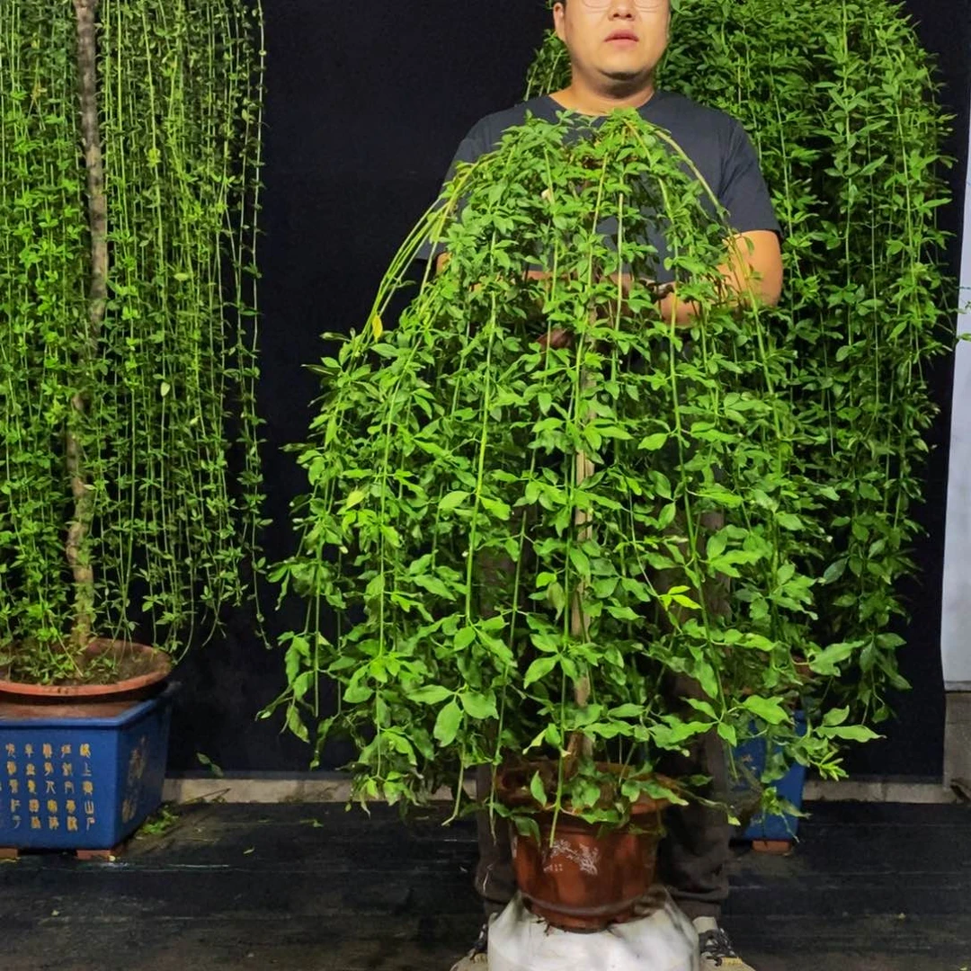 探春花，一物一拍，