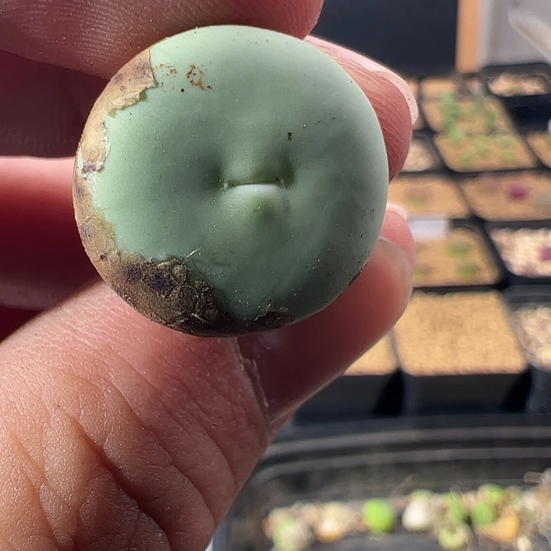 0000484 一物一拍脱土发