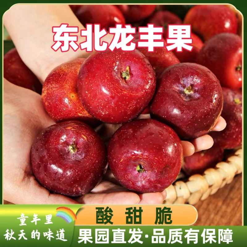 新鲜采摘东北龙丰果大秋果海棠果小苹果沙果孕妇新鲜水果甜酸批发