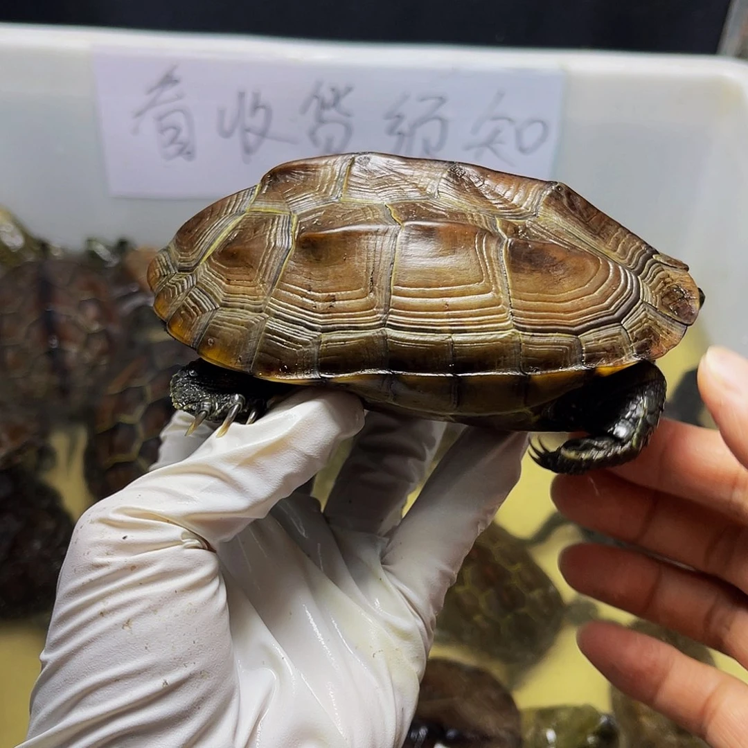 不分公母中华草龟22376