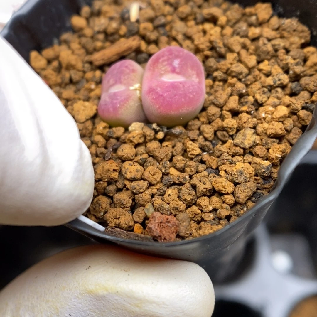 多肉植物肉锥杂交K-3889甜甜圈杂