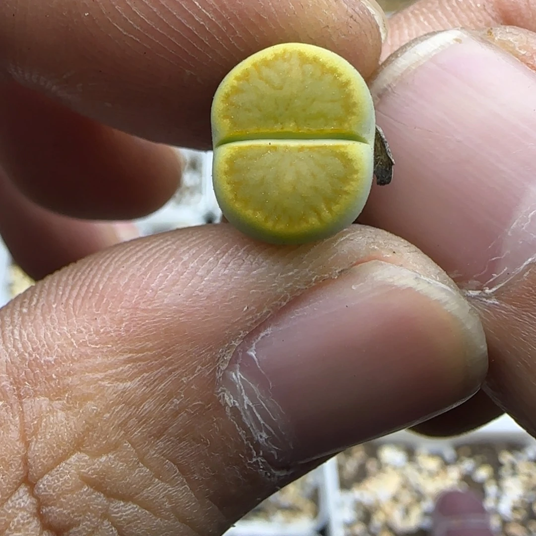 278 生石花大棚直播