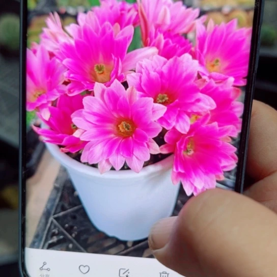 下47粉色水仙软2个无根侧芽3一4公分左右20包邮