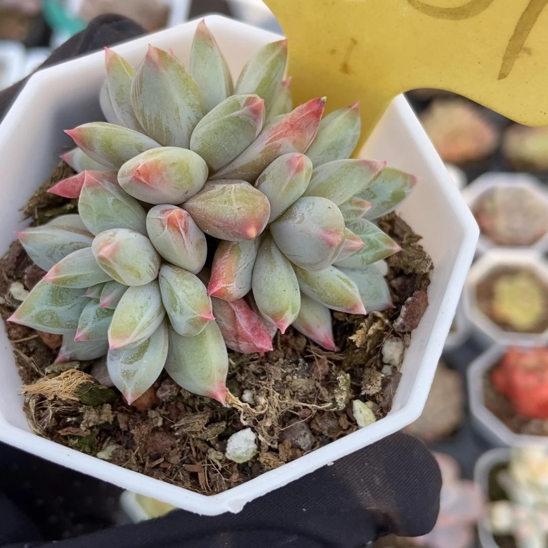 2051梦幻美人多肉植物