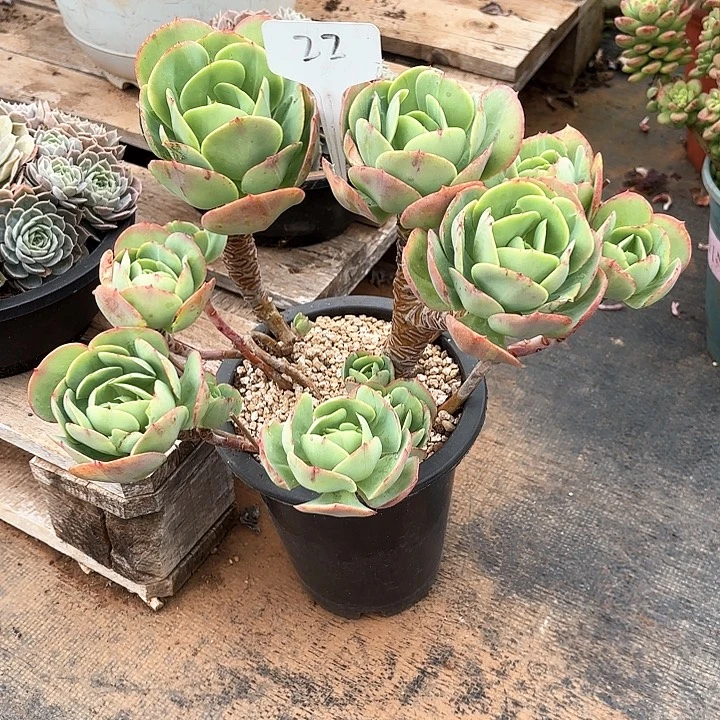 多肉植物，鸡蛋碧桃22号