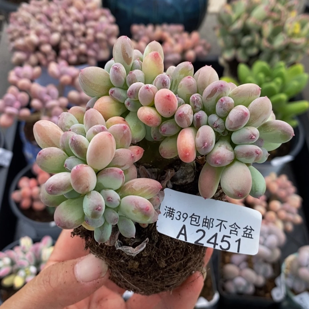 2451苹果奶缀6cm多肉