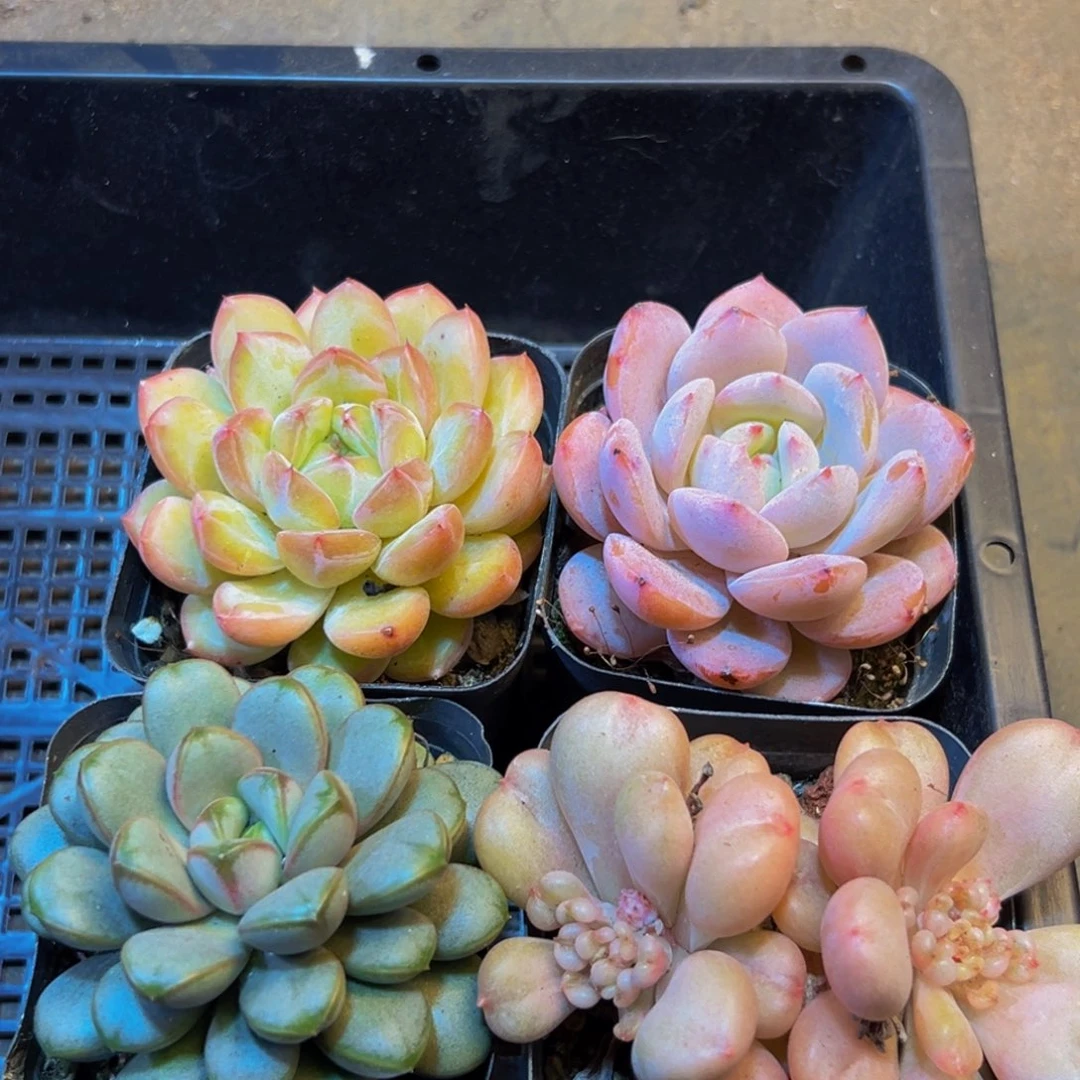 561的断断续续。  催催