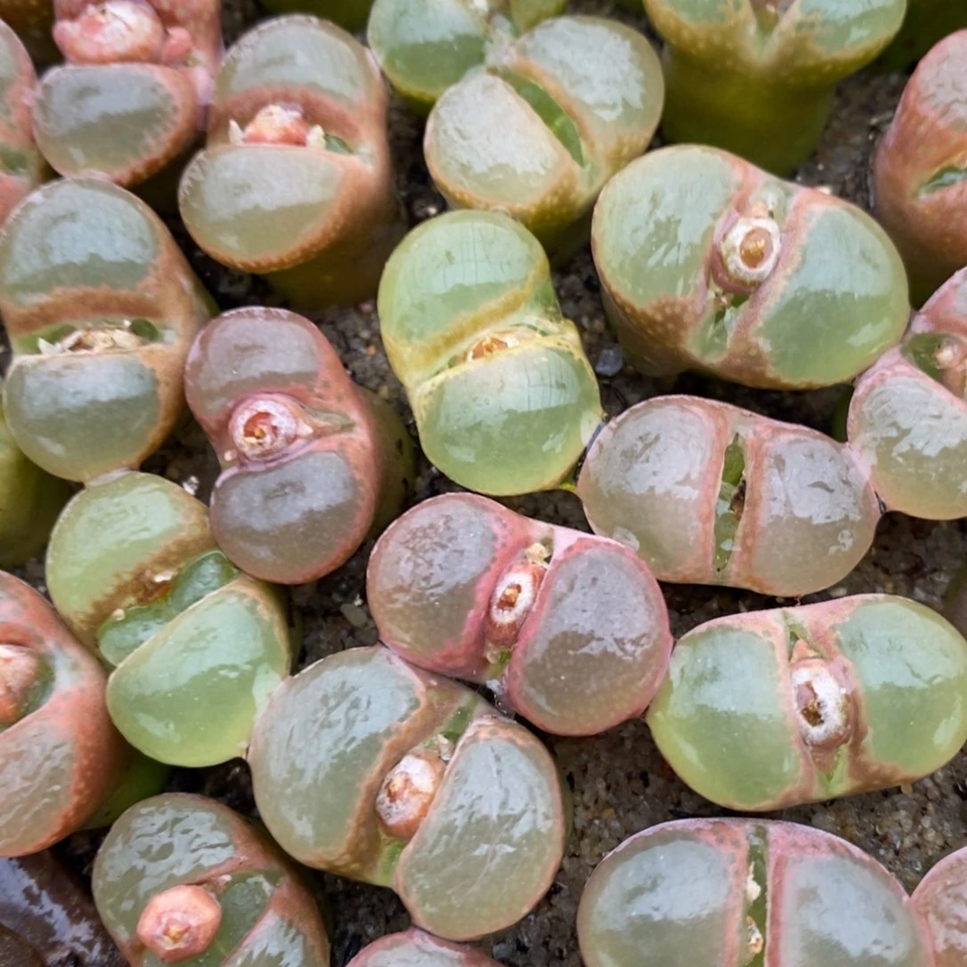 透窗彩风铃一颗一颗