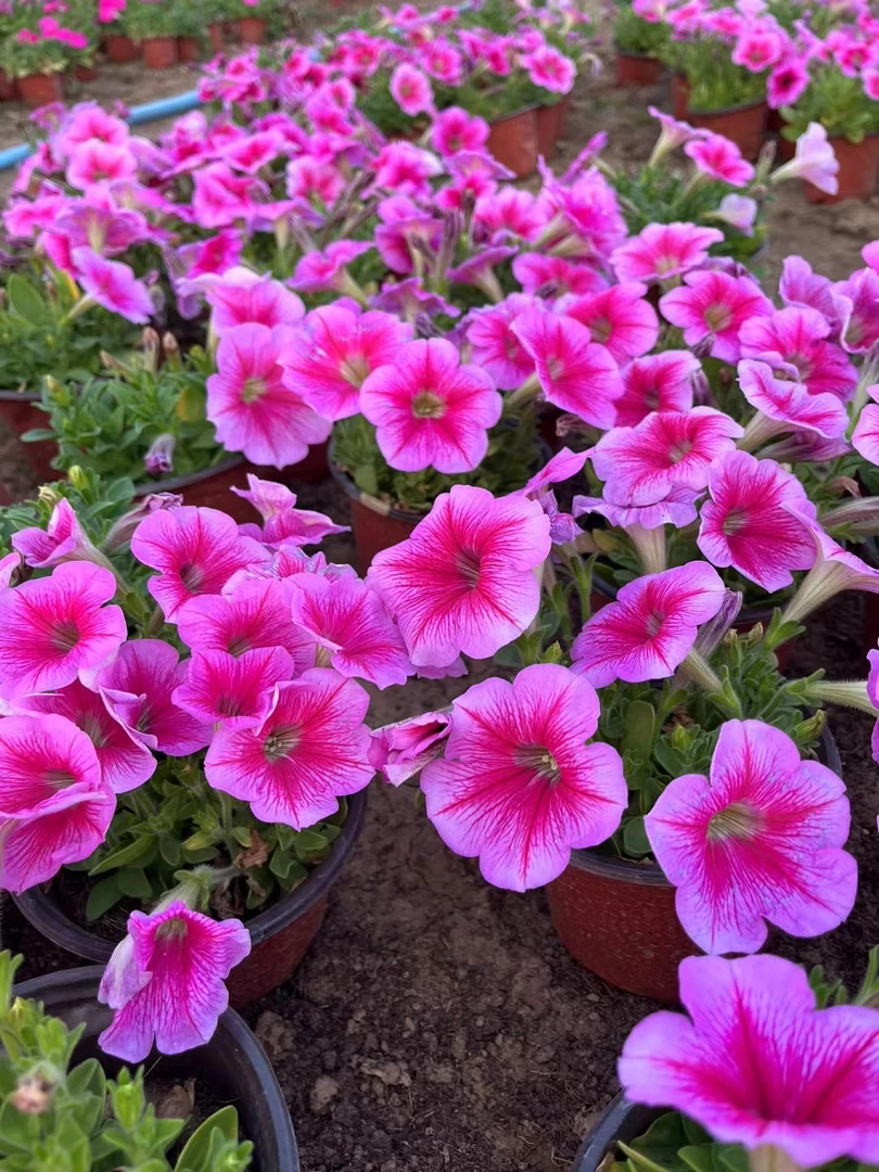 矮牵牛盆栽地栽庭院花卉绿植