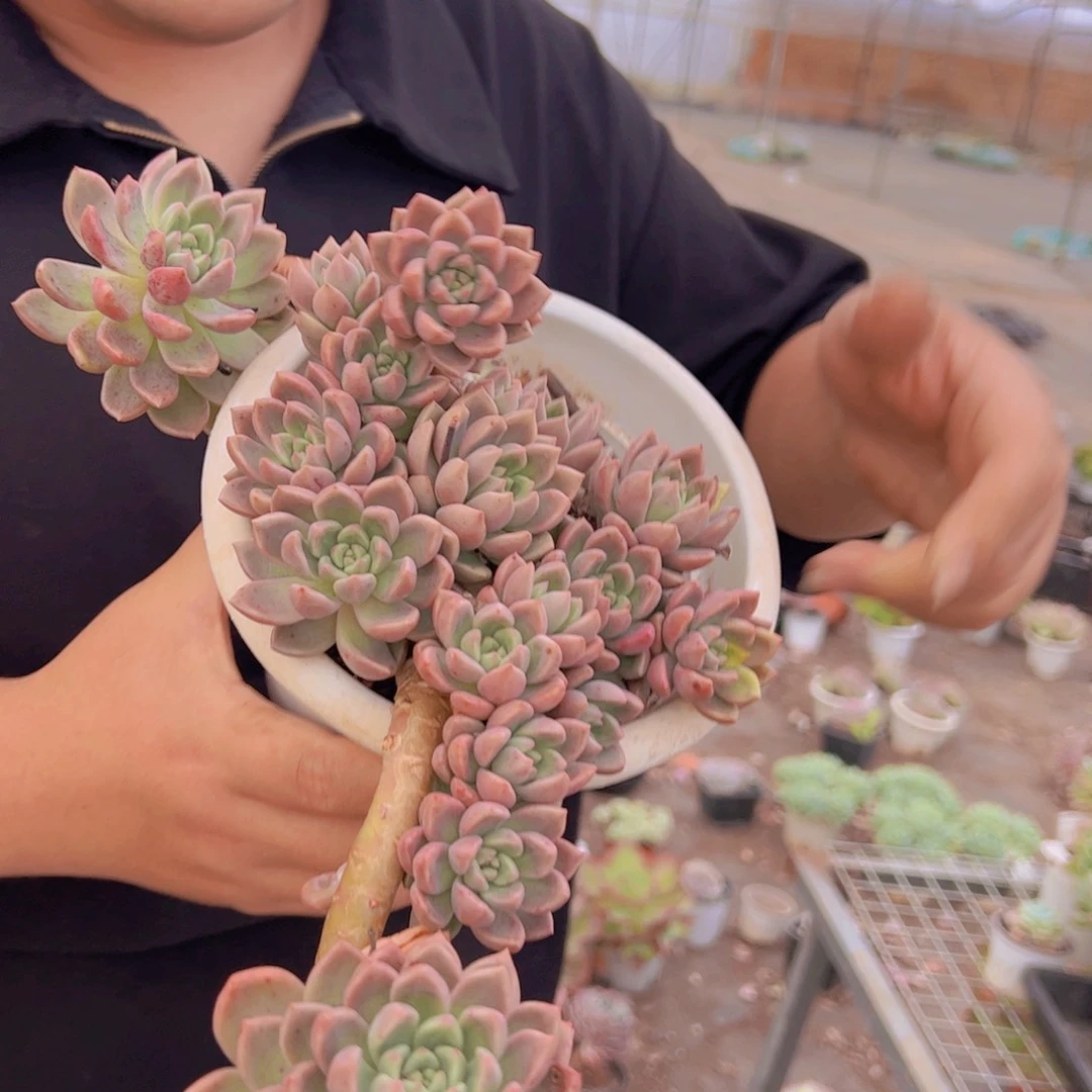 油漆桶多头群生，180杯